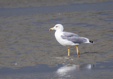  Goéland leucophée Larus michahellis Yellow-legged Gull
