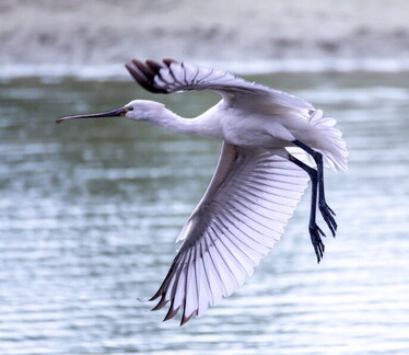 Spatule blanche Platalea leucorodia Eurasian Spoonbill