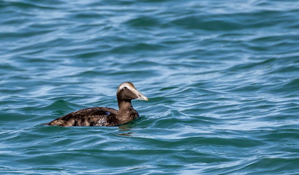 Eider à duvet Somateria mollissima Common Eider