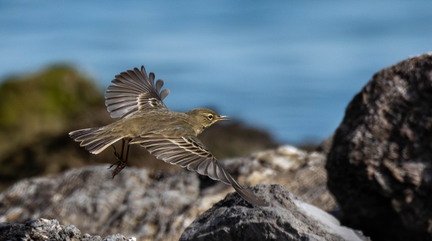  Pipit maritime Anthus petrosus European Rock Pipit