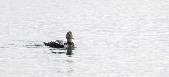  Eider à duvet Somateria mollissima Common Eider
