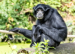 Gibbon siamang – Symphalangus syndactylus