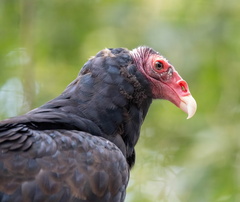 Urubu à tête rouge Cathartes aura - Turkey Vulture