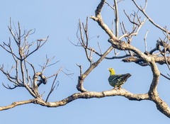 Colombar maïtsou Treron australis - Madagascar Green Pigeon
