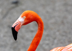 Flamant des Caraïbes Phoenicopterus ruber - American Flamingo