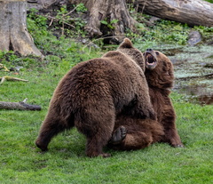 grizzly (Ursus arctos horribilis)