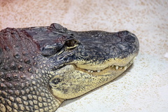  Alligator d'Amérique (Alligator mississippiensis)