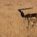 Antilope cervicapre Antilope cervicapra