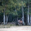 cerf élaphe (Cervus elaphus) le brame