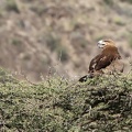 Aigle ravisseur Aquila rapax - Tawny Eagle