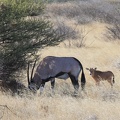 kalahari : oryx gazelle, ou gemsbok (Oryx gazella)