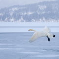 Cygne chanteur Cygnus cygnus - Whooper Swan