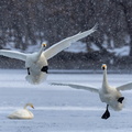 Cygne chanteur Cygnus cygnus - Whooper Swan