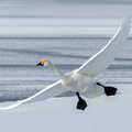 Cygne chanteur Cygnus cygnus - Whooper Swan