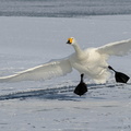 Cygne chanteur Cygnus cygnus - Whooper Swan