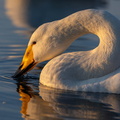 Cygne chanteur Cygnus cygnus - Whooper Swan