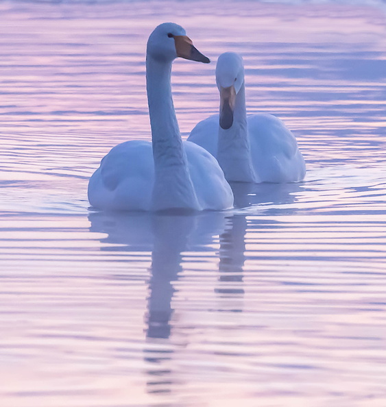 Cygne chanteur Cygnus cygnus - Whooper Swan