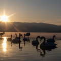 Cygne chanteur Cygnus cygnus - Whooper Swan