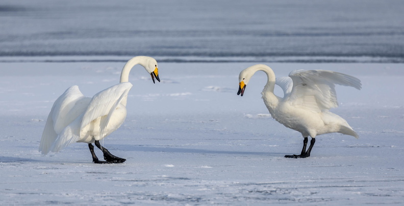 Cygne chanteur Cygnus cygnus - Whooper Swan