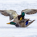 Canard colvert Anas platyrhynchos - Mallard