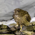 Kétoupa de Blakiston Grand-duc de Blakiston Ketupa blakistoni - Blakiston's Fish Owl