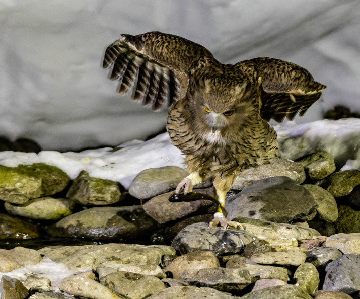 Kétoupa de Blakiston Grand-duc de Blakiston Ketupa blakistoni - Blakiston's Fish Owl