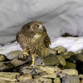 Kétoupa de Blakiston Grand-duc de Blakiston Ketupa blakistoni - Blakiston's Fish Owl