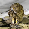 Kétoupa de Blakiston Grand-duc de Blakiston Ketupa blakistoni - Blakiston's Fish Owl