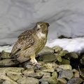 Kétoupa de Blakiston Grand-duc de Blakiston Ketupa blakistoni - Blakiston's Fish Owl