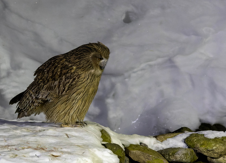 Kétoupa de Blakiston Grand-duc de Blakiston Ketupa blakistoni - Blakiston's Fish Owl