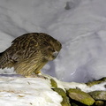 Kétoupa de Blakiston Grand-duc de Blakiston Ketupa blakistoni - Blakiston's Fish Owl