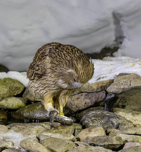 Kétoupa de Blakiston Grand-duc de Blakiston Ketupa blakistoni - Blakiston's Fish Owl