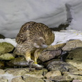 Kétoupa de Blakiston Grand-duc de Blakiston Ketupa blakistoni - Blakiston's Fish Owl