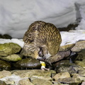 Kétoupa de Blakiston Grand-duc de Blakiston Ketupa blakistoni - Blakiston's Fish Owl