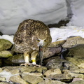 Kétoupa de Blakiston Grand-duc de Blakiston Ketupa blakistoni - Blakiston's Fish Owl