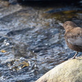 Cincle de Pallas Cinclus pallasii - Brown Dipper