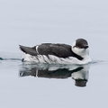 Guillemot de Troïl Guillemot marmette Uria aalge - Common Murre