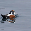 Arlequin plongeur Histrionicus histrionicus - Harlequin Duck