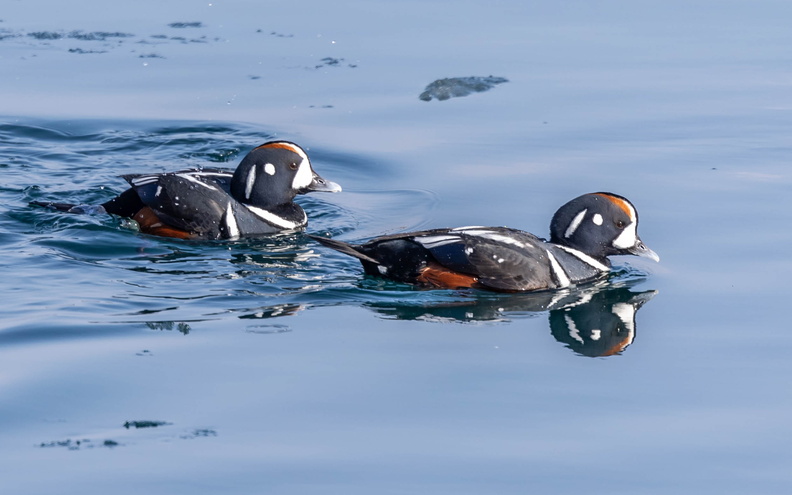 Arlequin plongeur Histrionicus histrionicus - Harlequin Duck