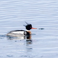 Harle huppé Mergus serrator - Red-breasted Merganser