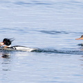 Harle huppé Mergus serrator - Red-breasted Merganser