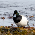 Fuligule milouinan Aythya marila - Greater Scaup (mâle)