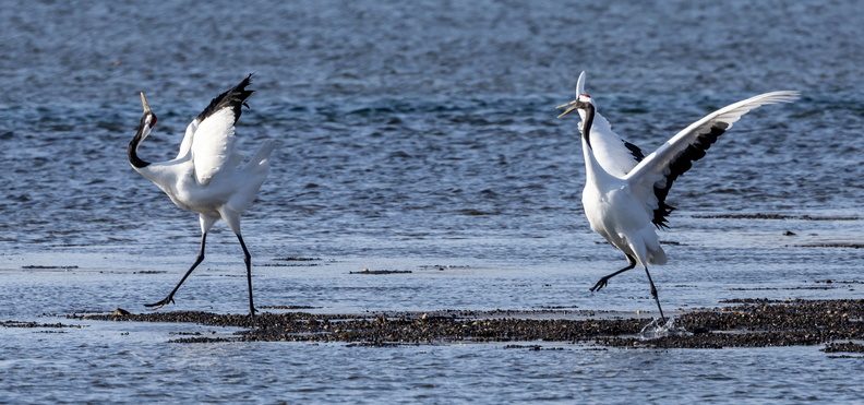 Grue du Japon Grus japonensis - Red-crowned Crane