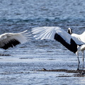 Grue du Japon Grus japonensis - Red-crowned Crane