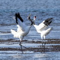 Grue du Japon Grus japonensis - Red-crowned Crane