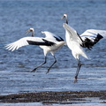 Grue du Japon Grus japonensis - Red-crowned Crane