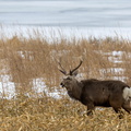 cerf sika (Cervus nippon)