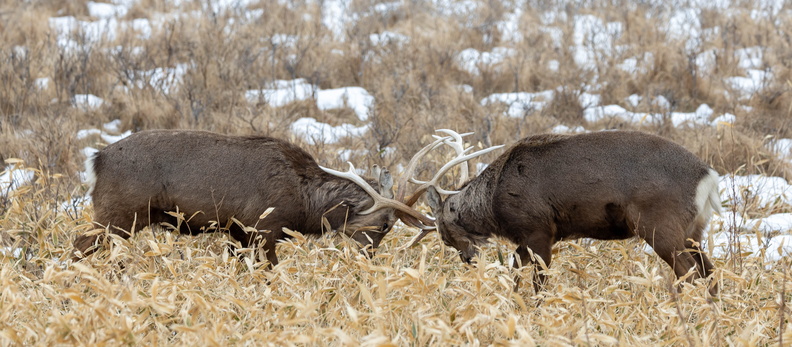 cerf sika (Cervus nippon)