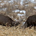 cerf sika (Cervus nippon)