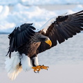 Pygargue de Steller Pygargue empereur Haliaeetus pelagicus - Steller's Sea Eagle